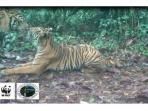 harimau-sumatera_20150422_205426.jpg