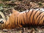 harimau-sumatra-bunting-mati-tergantung-di-pinggir-jurang-sempat-lolos-dari-jebakan-manusia_20180927_190926.jpg