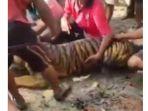 harimau-sumatra-mati11.jpg