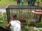 harimau-sumetera-dijebak1234.jpg
