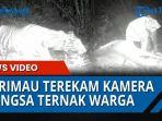 harimau-terkam1.jpg