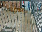 harimau-yang-menerkam-korban-di-samarinda.jpg