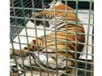 harimau-yang-terperangkap-jaring-babi-hutan-setelah-dibius_20170505_210740.jpg