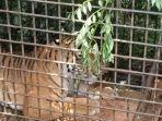harimau-yang-tertangkap.jpg