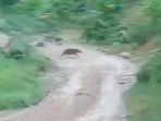harimau2224.jpg