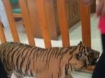harimau_20151205_020300.jpg