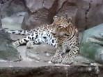 harimau_20160309_092321.jpg