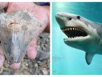 heboh-fosil-gigi-hiu-megalodon-di-sukabumi-disebut-penemuan-yang-pertama-di-indonesia-ini-fotonya.jpg