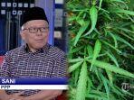 heboh-usulan-ekspor-ganja-oleh-anggota-dpr-sekjen-ppp-angkat-bicara-2.jpg