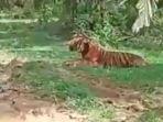 heboh-video-harimau-berkeliaran-di-kebun-sawit-muratara-buat-takut-warga-ternyata-hanya-hoaks.jpg