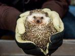 hedgehog-cafe-harry.jpg