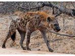 hewan-hyena2.jpg
