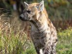 hewan-hyena3.jpg