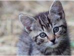 hewan-kucing.jpg