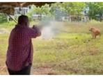 Heboh di Malaysia, Gubernur Perlis Gunakan Shotgun untuk Tembak Sapi Kurban