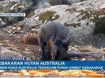 hewan-wallaby-terancam-punah.jpg
