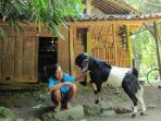 hidup-dgn-kambing_20170707_232911.jpg