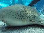 hiu-zebra_20170119_113950.jpg