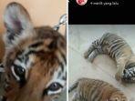 hoaks-anak-macan-di-banjarnegara.jpg