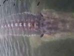 hoaks-ikan-raksasa-lumajang.jpg