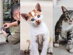hobi-potret-kucing-liar-7.jpg