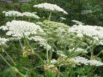 hogweed.jpg
