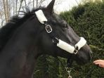 hotruschel-taonga-warmblood-baru-dara-ninggar-prameswari_20170321_150504.jpg