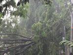 hujan-angin-yang-melanda-jakarta-pohon-tumbang.jpg