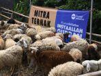 human-initiative-distribusikan-qurban-ke-berbagai-daerah-pelosok-dan-bencana.jpg