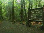 hutan-aokigahara-di-jepang.jpg