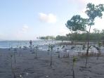 hutan-bakau-panding_20150721_224536.jpg