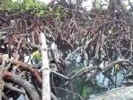 hutan-bakau_20160319_154317.jpg
