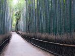 hutan-bambu-arashiyama.jpg