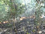 hutan-jati-yang-terbakar-di-kecamatan-kabuh-jombang-perbatasan-dengan-kabupaten-lamongan_20180722_230931.jpg