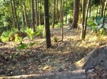 hutan-kalimantan2.jpg