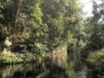 hutan-kaltim.jpg