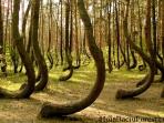 hutan-misterius-3_20150405_021534.jpg