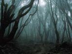 hutan-misterius.jpg