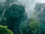 hutan-paloh_20161119_145451.jpg