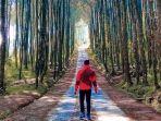 hutan-pinus-kragilan-di-magelang.jpg