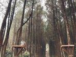 hutan-pinus-kragilan.jpg
