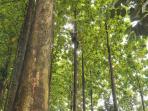 hutan-pohon-jati_20141107_073453.jpg