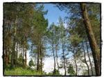 hutan-pohon-pinus.jpg