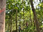 hutan-rakyat_20161026_111702.jpg