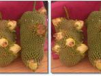 i-cempedak-ditumbuhi-pisang.jpg