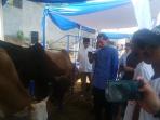 ibas-sapi-nih2_20150924_104209.jpg
