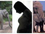 ibu-hamil-5-bulan-tewas-diinjak-gajah-di-musi-rawas.jpg