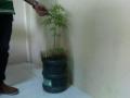 ibu-rumah-tangga-tanam-ganja.jpg