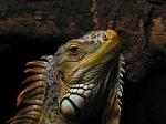 iguana.jpg