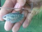 ikan-ajaib-bertuliskan-allah-di-badannya_20170515_175922.jpg